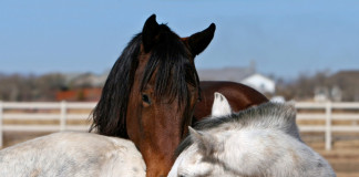 Equine acupuncture provides comfort for horses