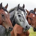 West Nile virus confirmed in Ohio horses