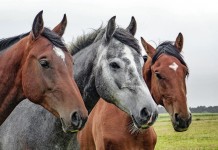 Pa. thoroughbred breeding incentives restored