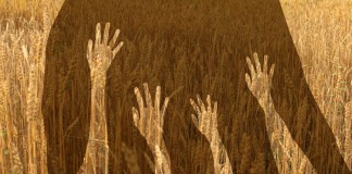 Considering a farm internship? Read this first