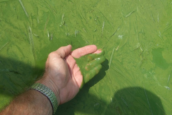 lake erie.algal bloom lake erie.algal bloom