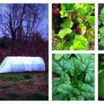 DIY low tunnel: a way to extend growing season