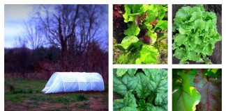 DIY low tunnel: a way to extend growing season