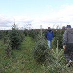 Moore’s Tree Farm