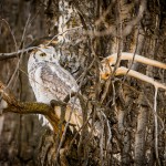 Great horned owls prove entertaining