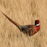 pheasant