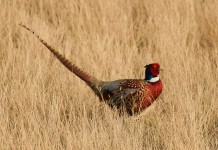Young hunters invited to pheasant hunt at Zepernick Wildlife Area pheasant