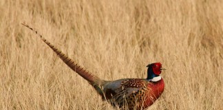 pheasant