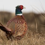 Pheasants released in Ohio hunting areas pheasant