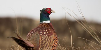 pheasant