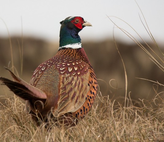pheasant
