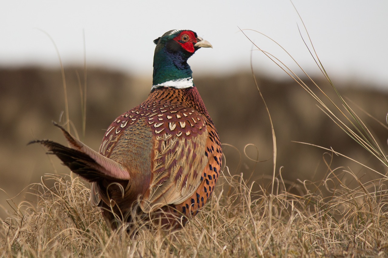 Pheasants released in Ohio hunting areas