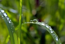 Pa. specialty crops get federal support plant