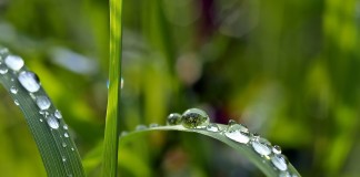 Pa. specialty crops get federal support plant