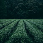 Higher carbon dioxide levels increase plant growth, not nutritional value plantation