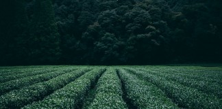 Higher carbon dioxide levels increase plant growth, not nutritional value plantation