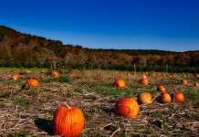 Ask FSA Andy about Non-Insured Crop Disaster Assistance Program