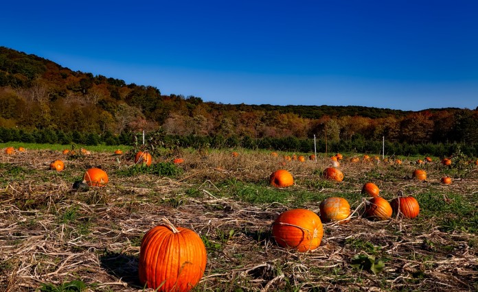pumpkin-patch-1599169_1280