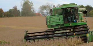 harvesting soybeans
