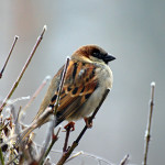 Join data collection for Project FeederWatch