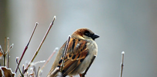 Join data collection for Project FeederWatch