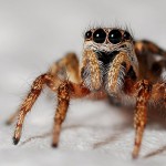 The creepy crawlies of Halloween