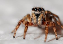 The creepy crawlies of Halloween
