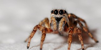 The creepy crawlies of Halloween