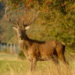 How to avoid ‘gamey’ venison in the field