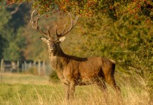 How to avoid ‘gamey’ venison in the field