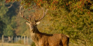 How to avoid ‘gamey’ venison in the field