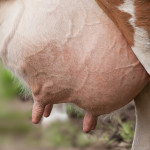 Keep your dairy herd’s udders and teats healthy during winter udder