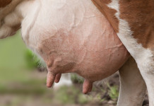 Is your dairy herd ready for the cold? Winter teat health tips udder