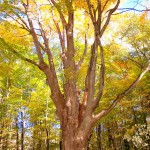 The biggest tree in Geauga County