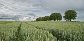 Conservation versus preservation