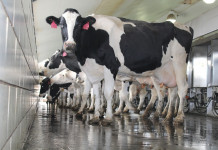 Dairy farmers suffer financial pain in 2016