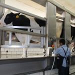 Having more processors in Pa. would boost dairy milking