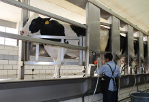 The day a new parlor came to the farm milking