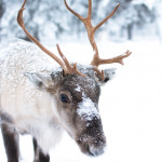 8 tiny facts about reindeer that click (plus a 9th) Cute Baby Reindeer