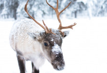 8 tiny facts about reindeer that click (plus a 9th) Cute Baby Reindeer
