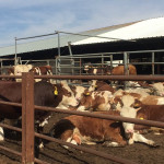 Ohio israel mission header