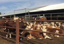 Israeli cattle ranchers seek out Ohio genetics Israel cattle