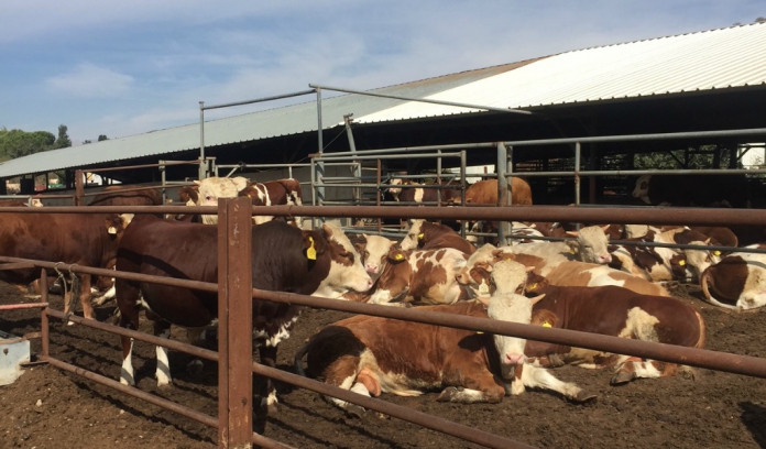 Ohio israel mission header Israel cattle