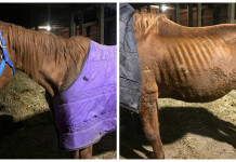 12 horses seized in Monroe County Woodsfield horses