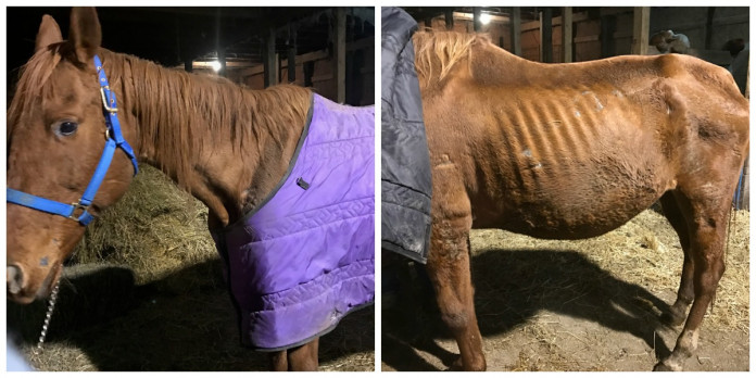 Woodsfield horses Woodsfield horses