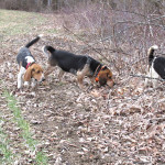 Beagles hunting