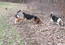 It’s OK to play second fiddle to another female once a year Beagles hunting