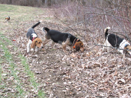 It’s OK to play second fiddle to another female once a year Beagles hunting