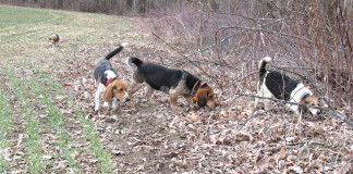 Beagles hunting