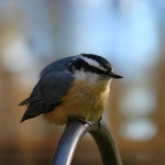 Feeder birds are a pleasure to watch in fall